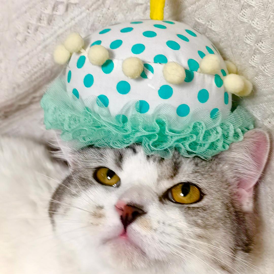 搂一口卤肉卷（吸猫版）