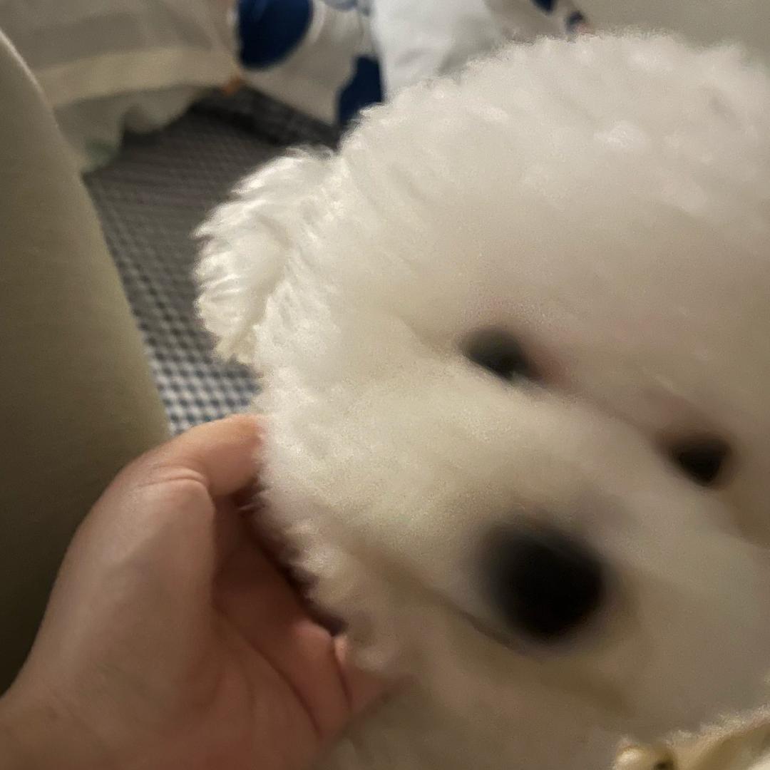 小葛