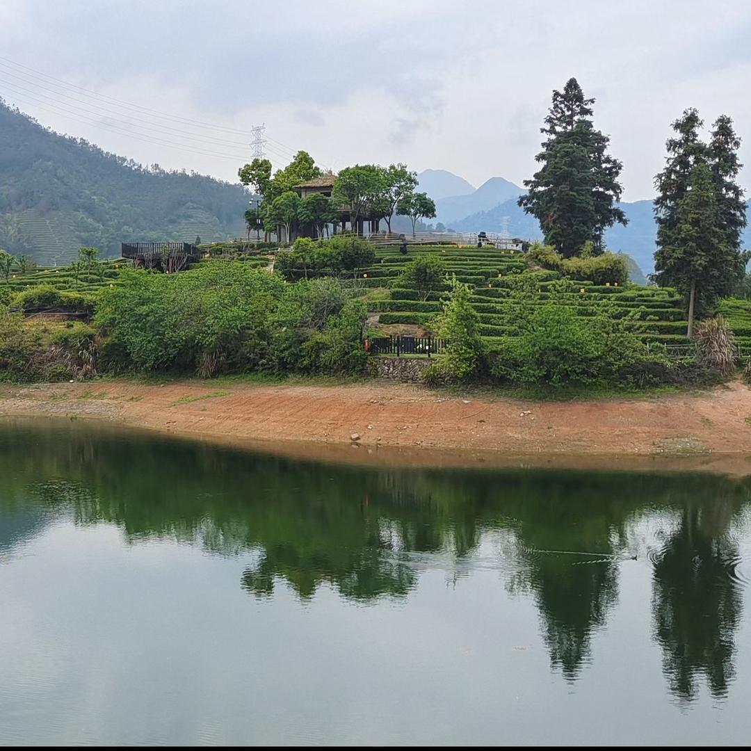 小吴茶厂（产地批发）