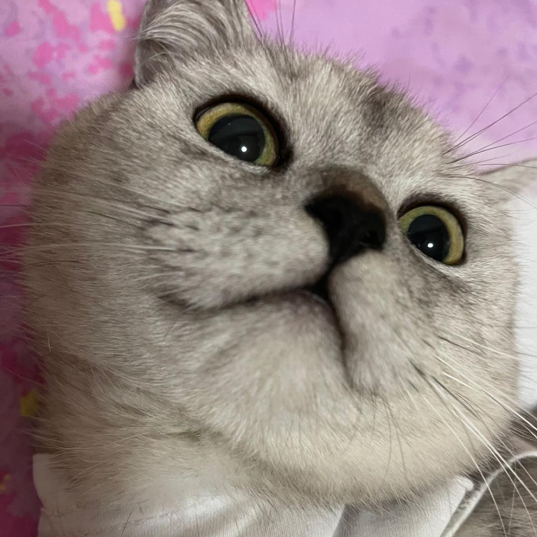 聪明小何
