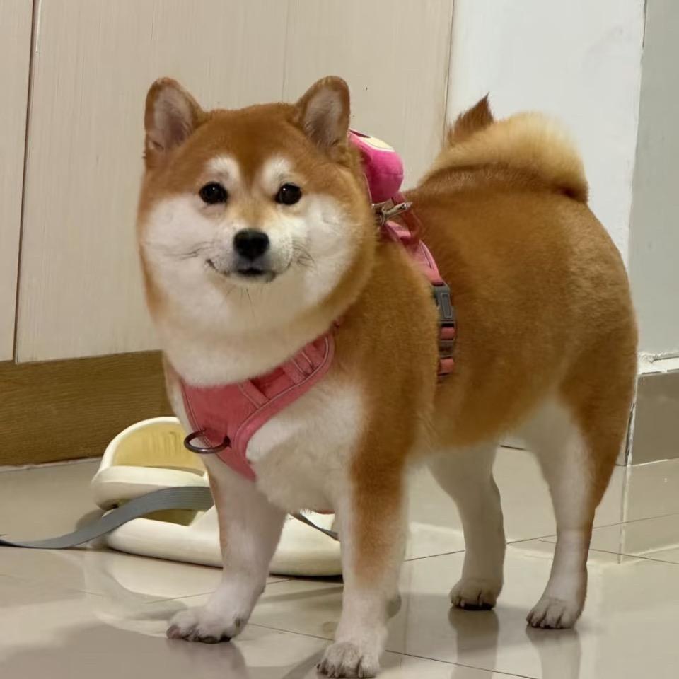 初七