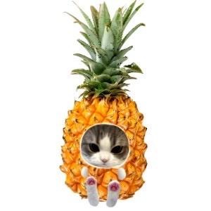 🍍🍍🍍