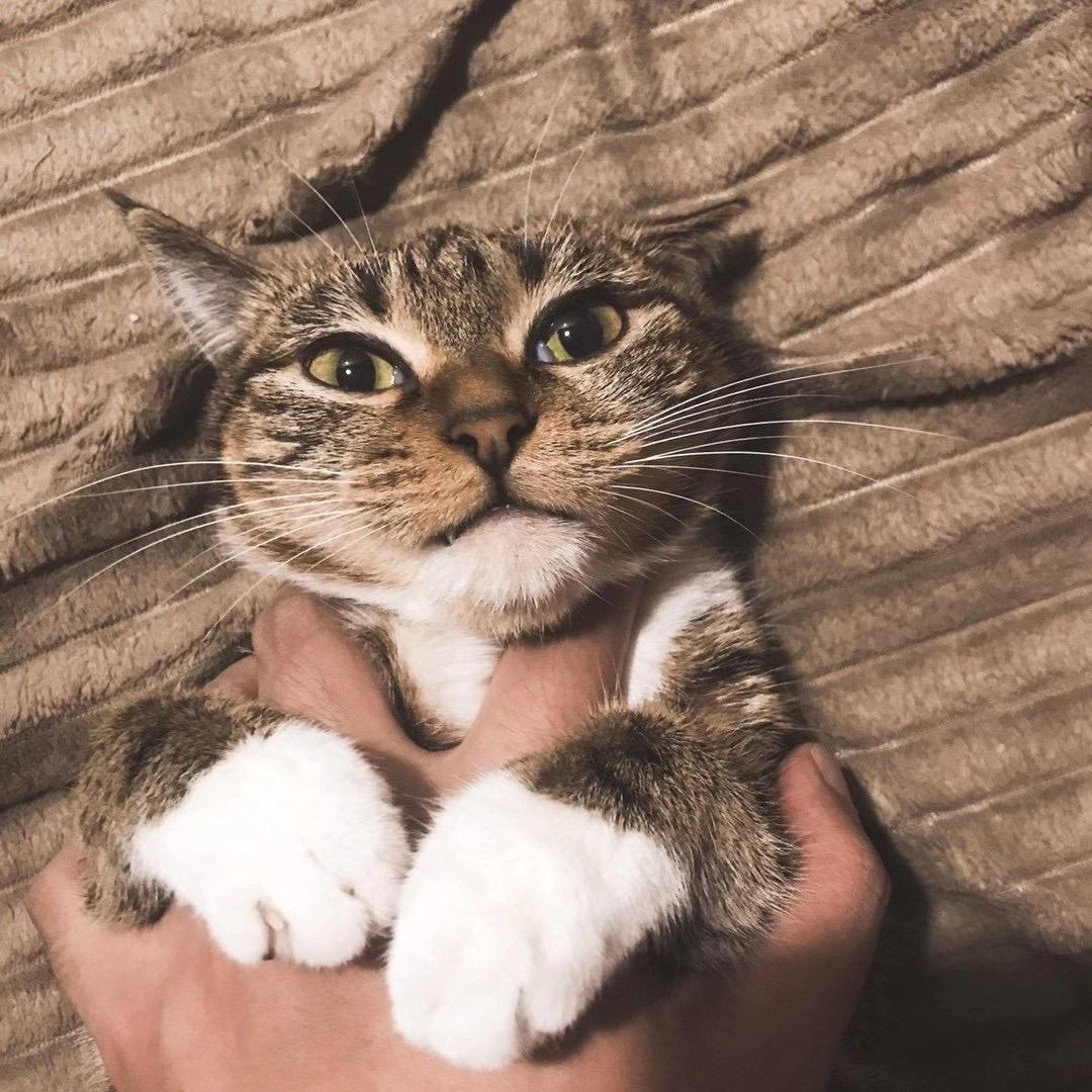 諸