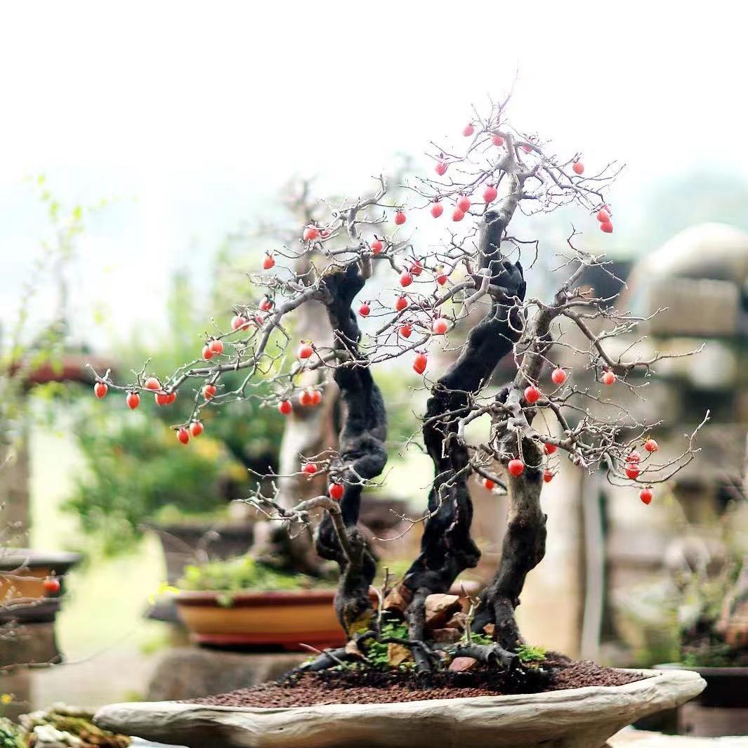 得院 (杭州)