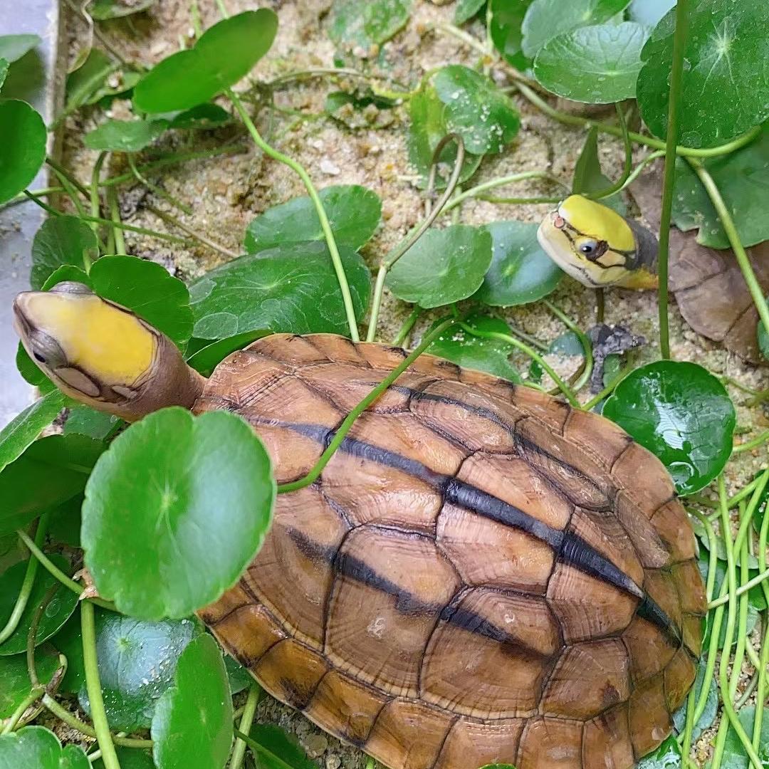 发财龟宠