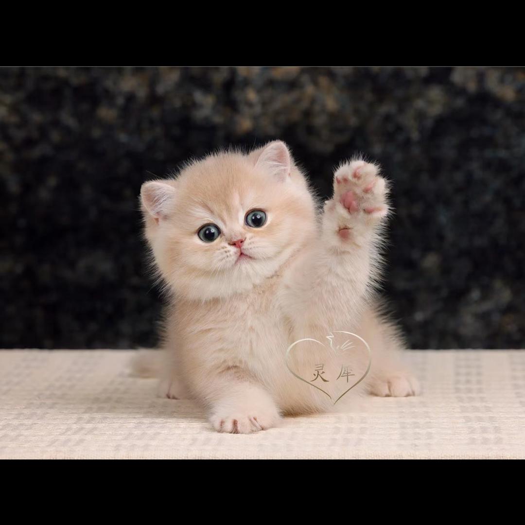 猫爸的日记（渐层猫舍）