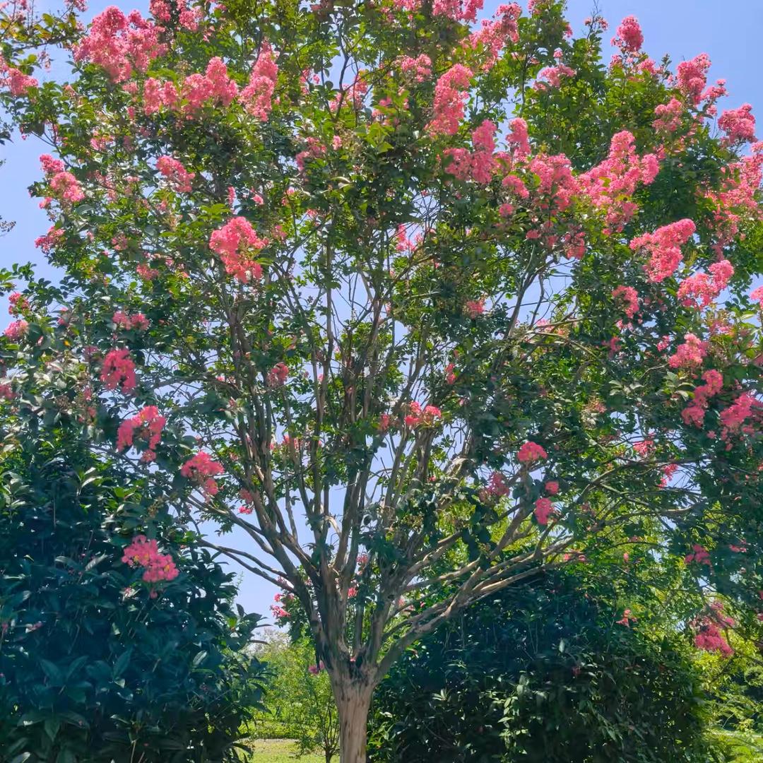 川楠园艺城市绿化服务站