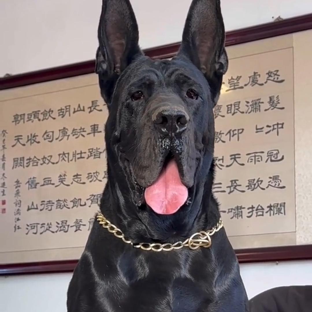 腾达狼犬