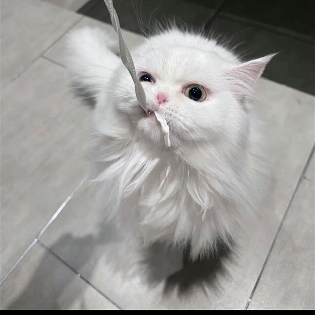 荒岛