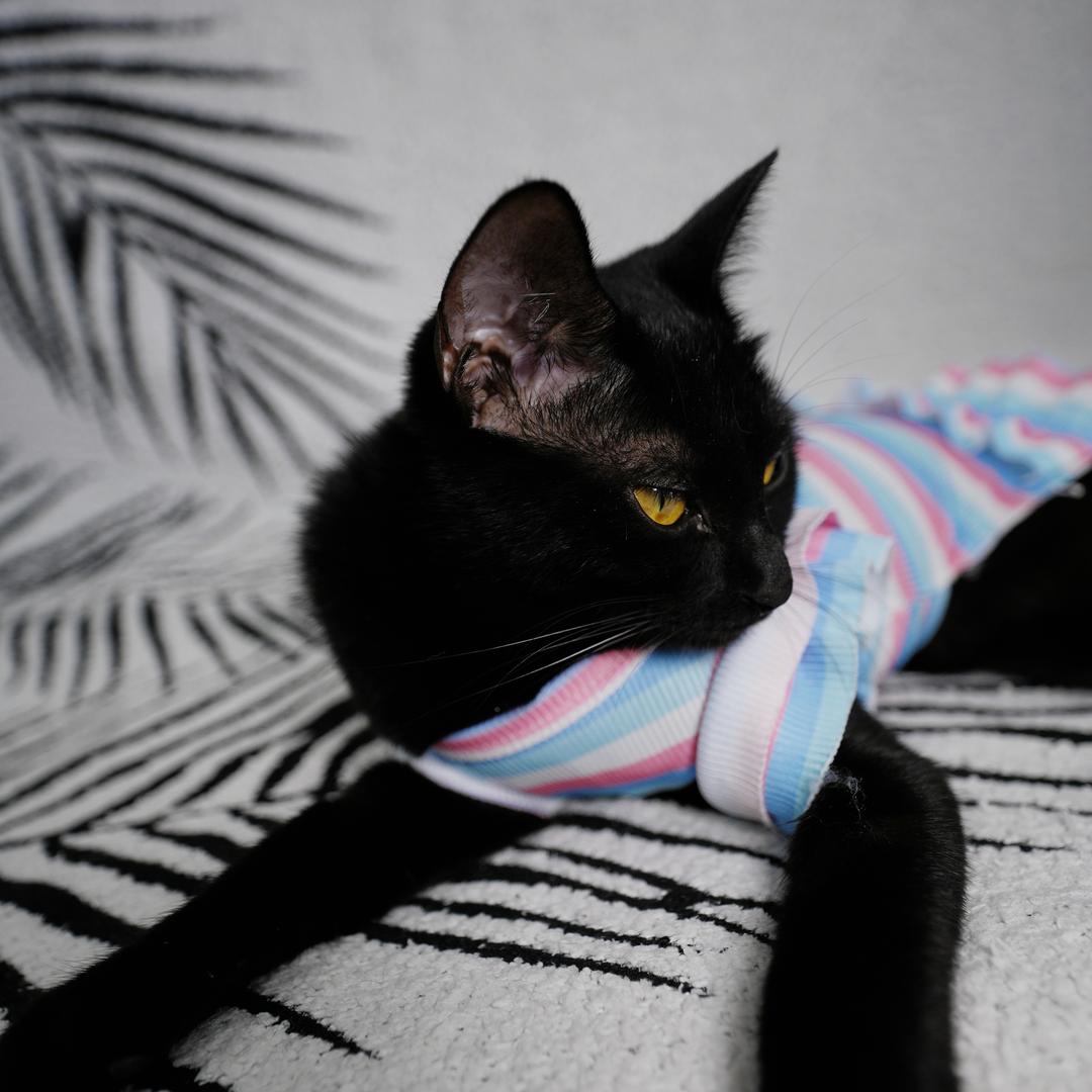 粘人喵满满🐈‍⬛（实用版）