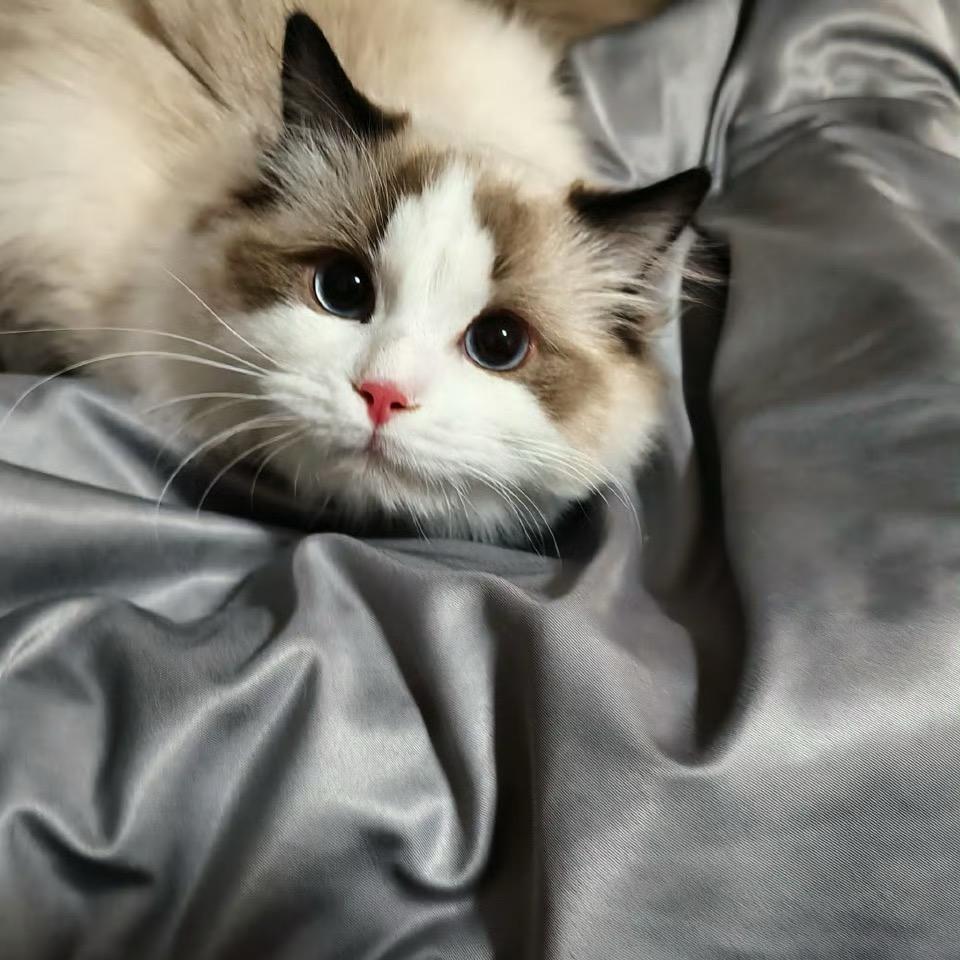 早柚大王