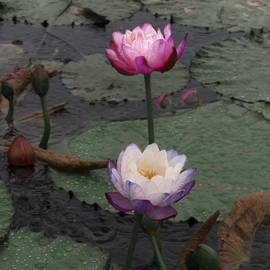 🌸花开富贵