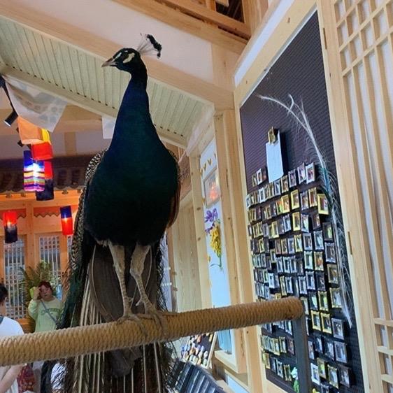 请教我可心「橱窗有修氏护肤品」