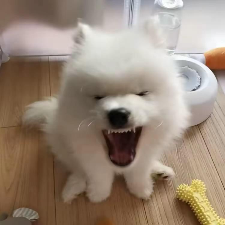 小雪