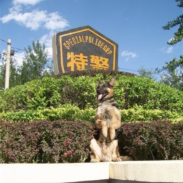 懒人养狗说（咨询进群发照片）
