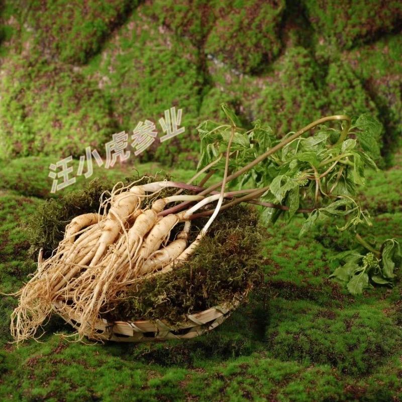 汪小虎参业