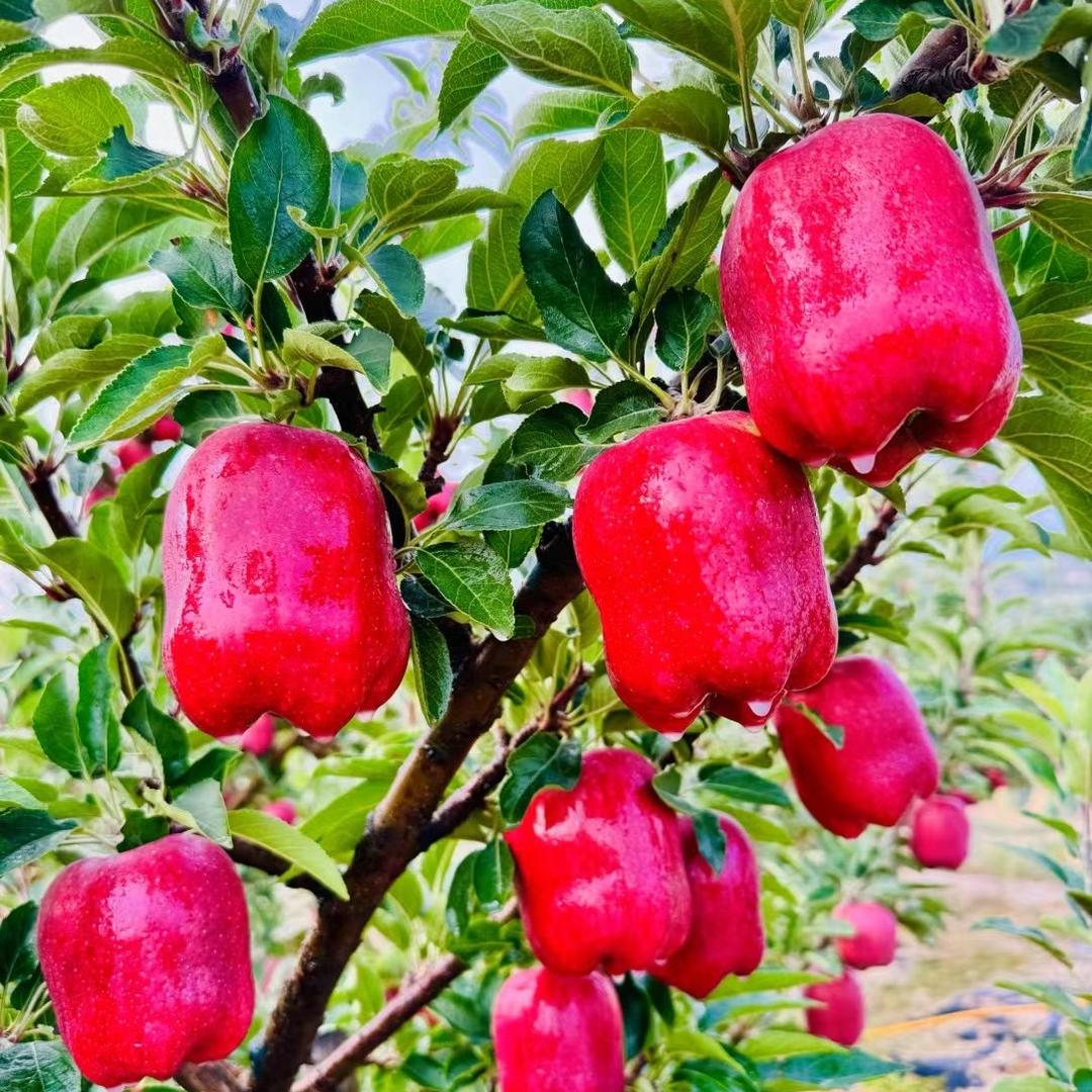 天水花牛苹果基地