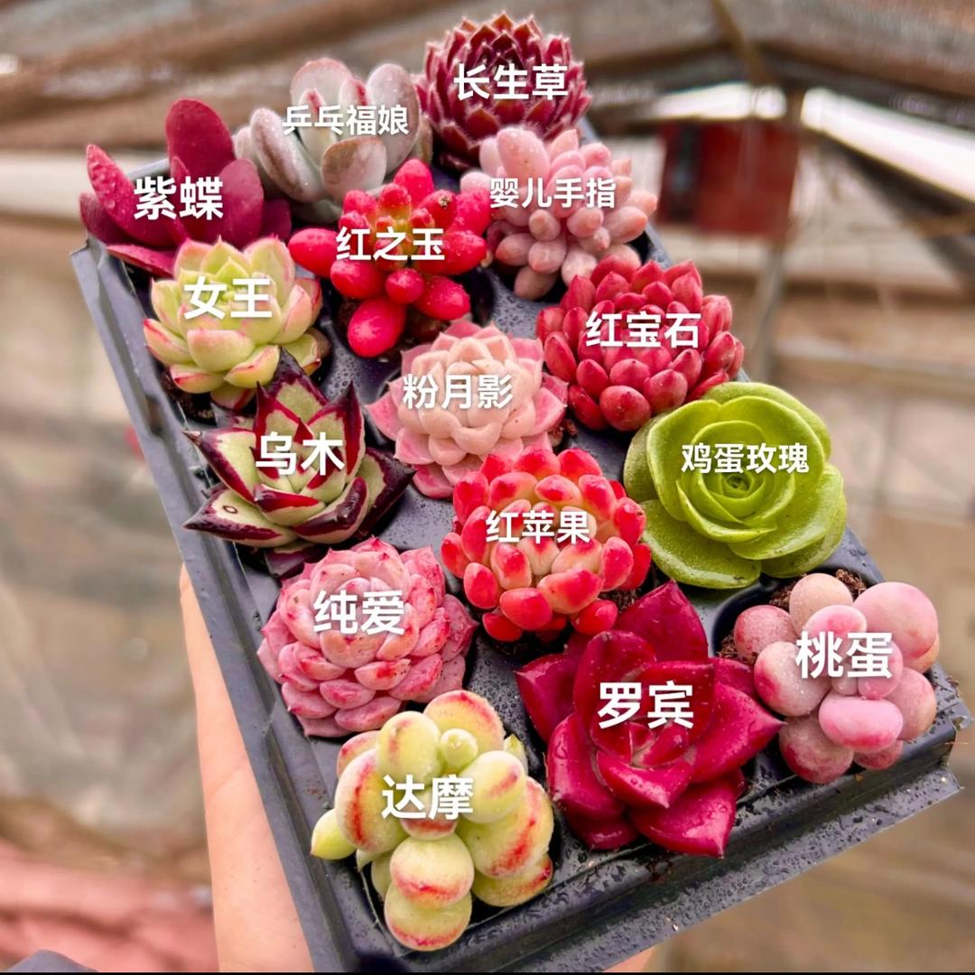 肉小迷多肉