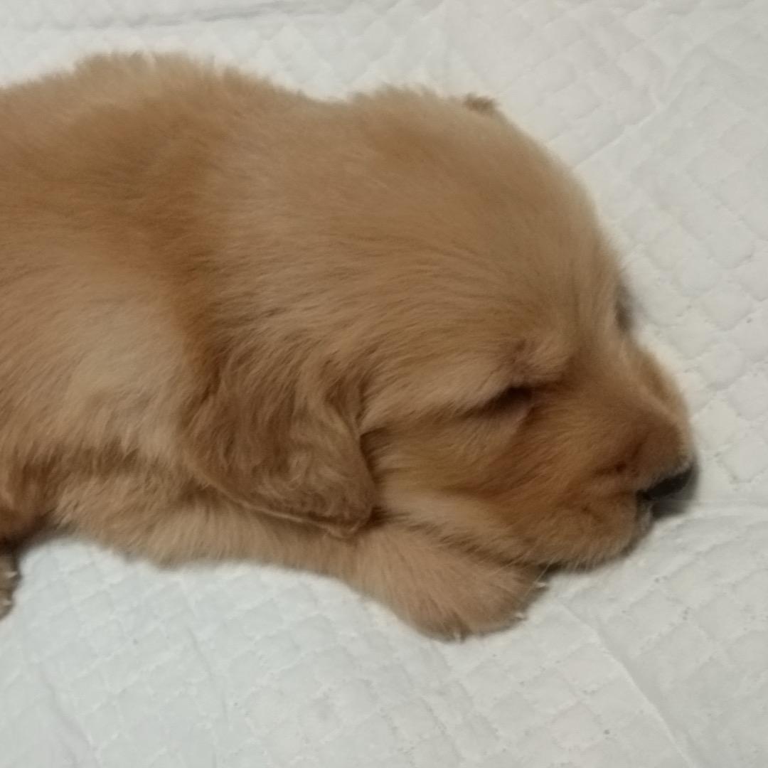 小金毛米多多🐶