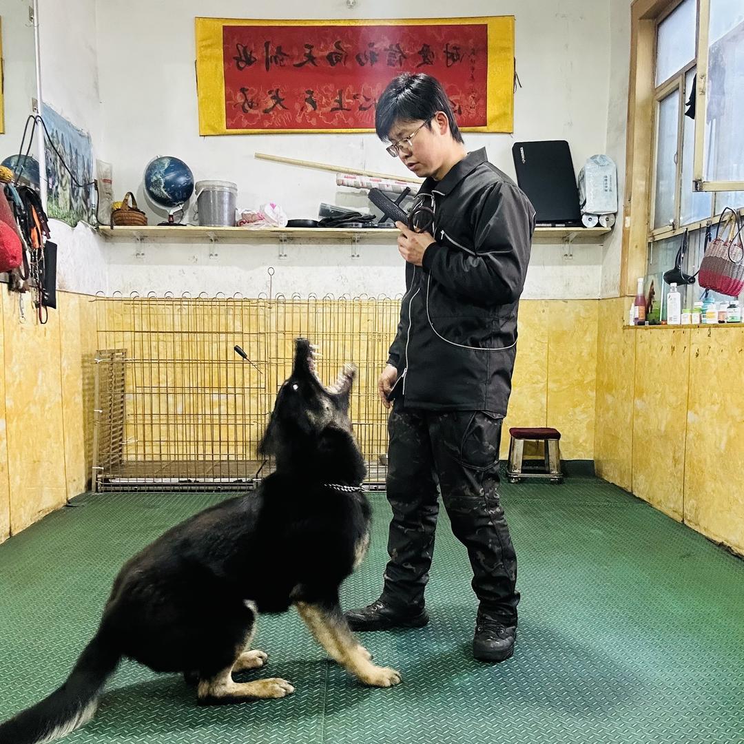 介休尚志训犬
