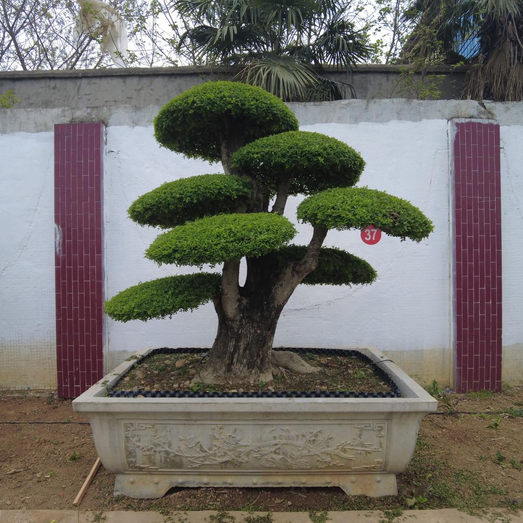 老表种树对节白蜡