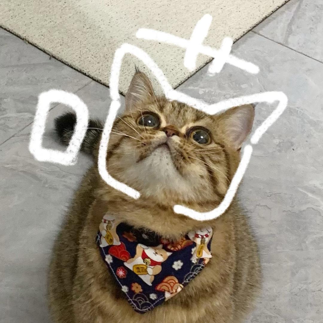 虎斑小哈金
