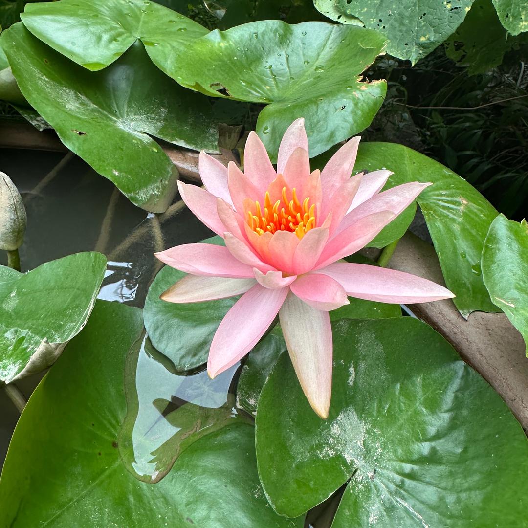 花开花谢不是梦