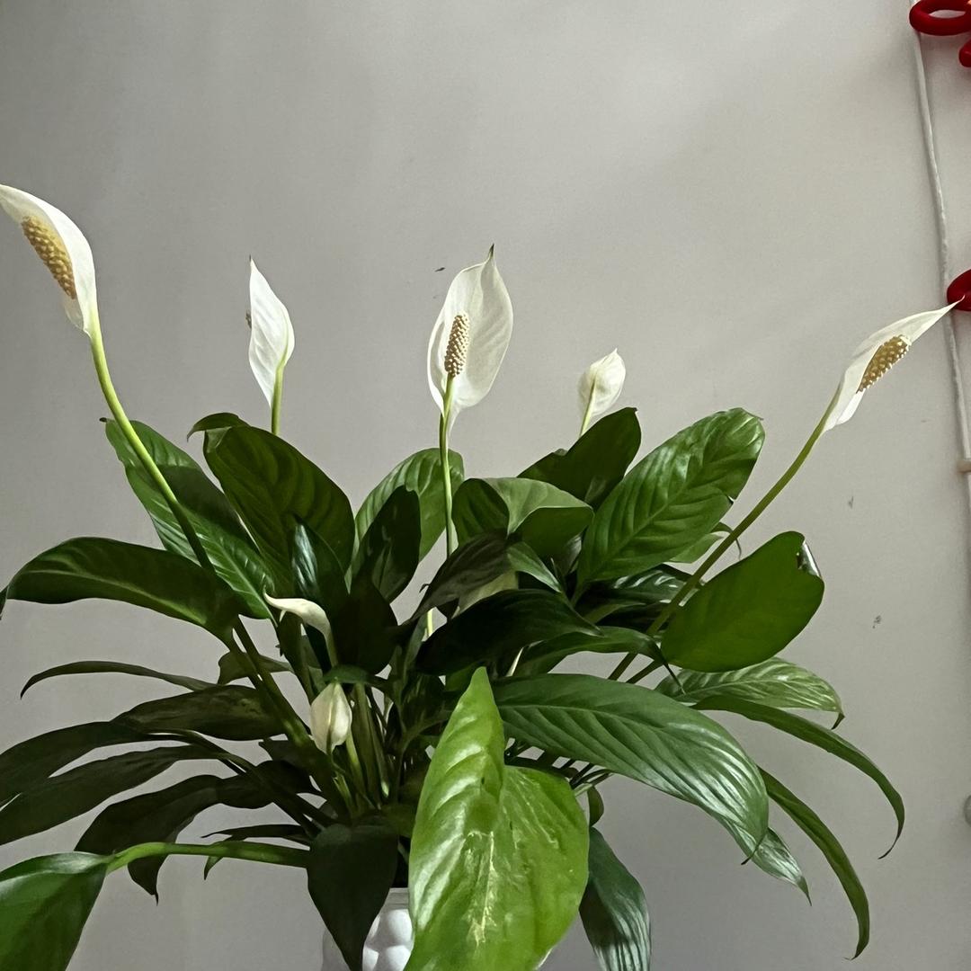 阿好