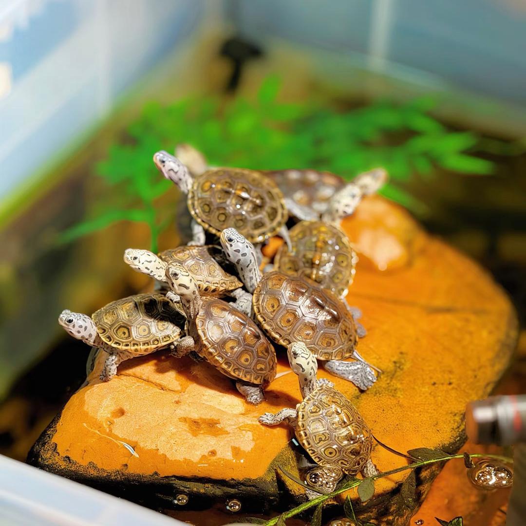 湾畔钻纹龟
