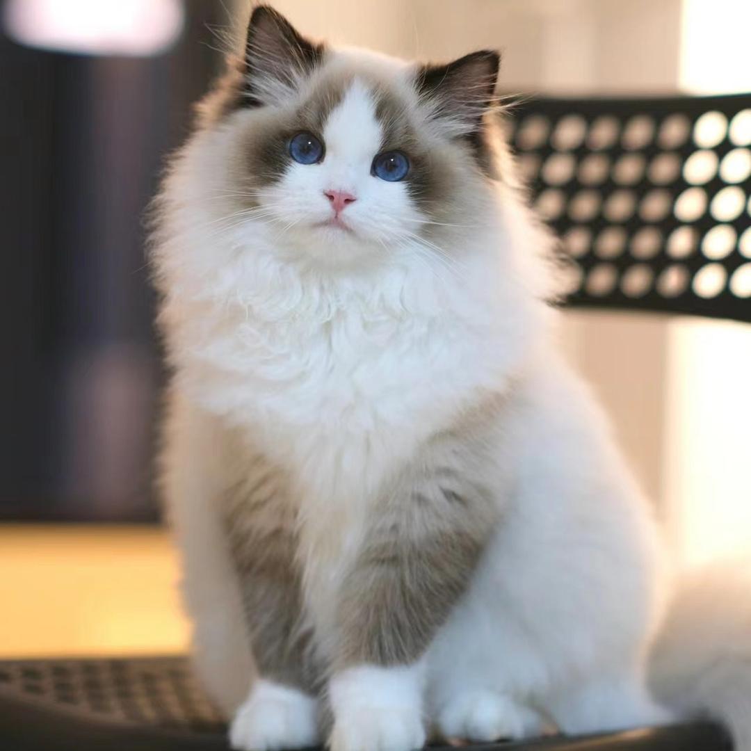 猫咪猫咪🐱