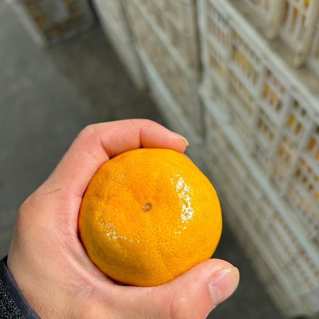 桂源红果业段澳