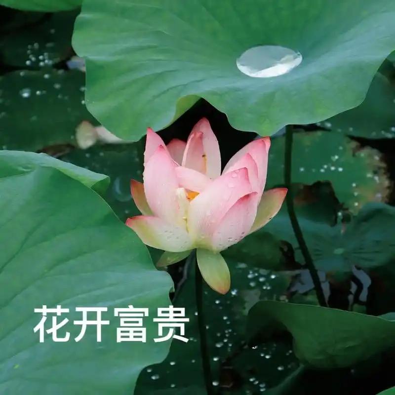 三国霸主-有点