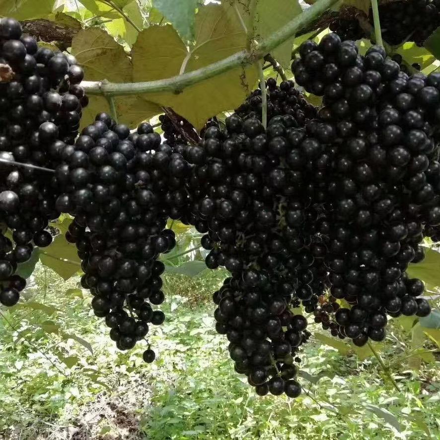 扶绥县肥姐百货经营部