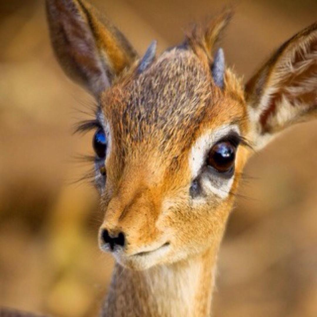 鹿鹿🦌🌈