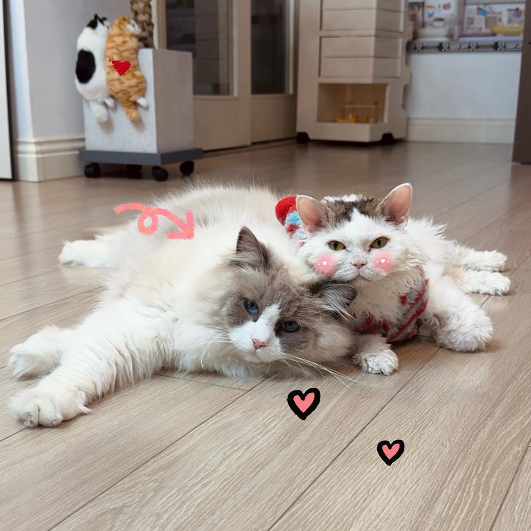 拜托小萌猫