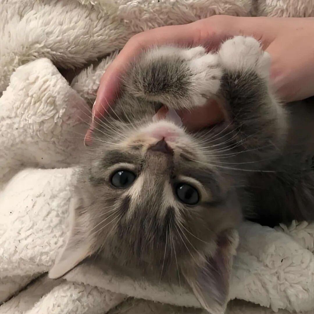 明天就去医院割痔疮