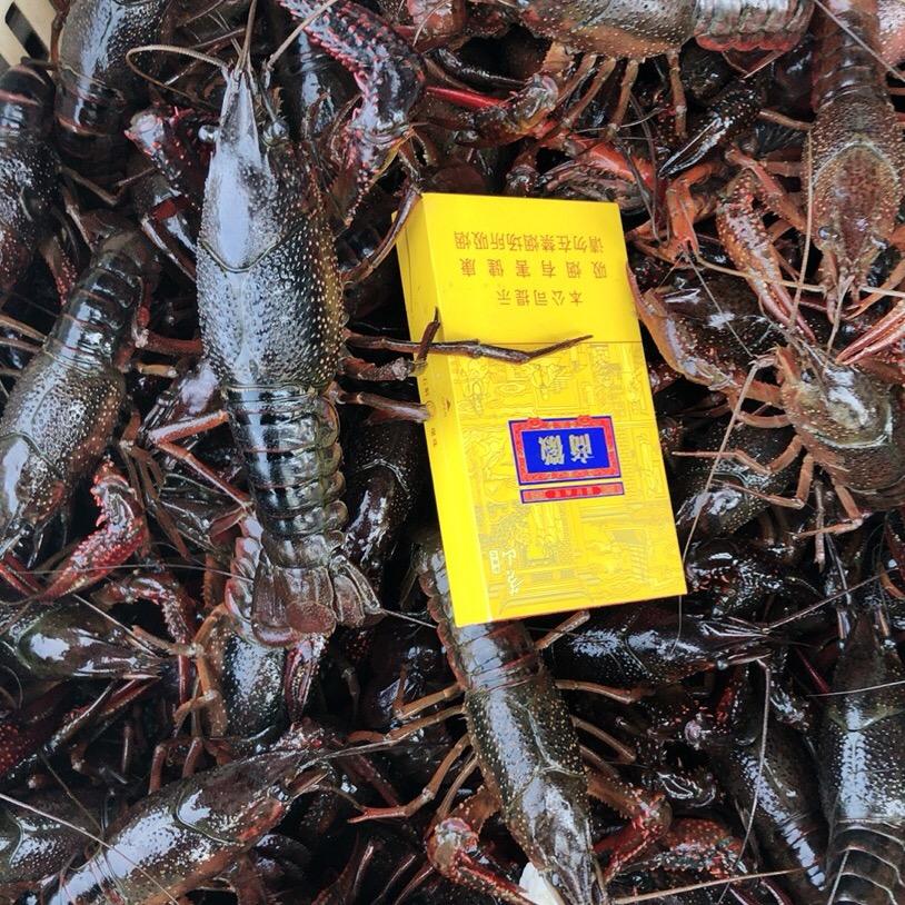 皖南万亩小龙虾 双宇水产