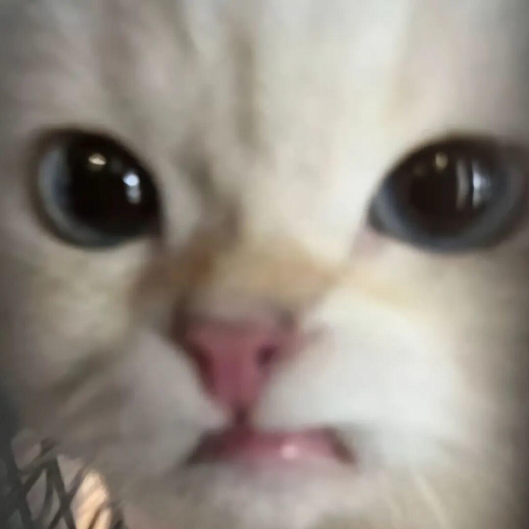 6子