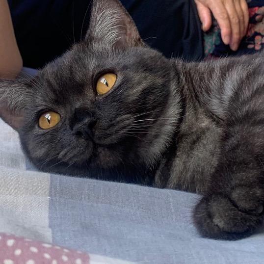 三聚氰胺在逃少女