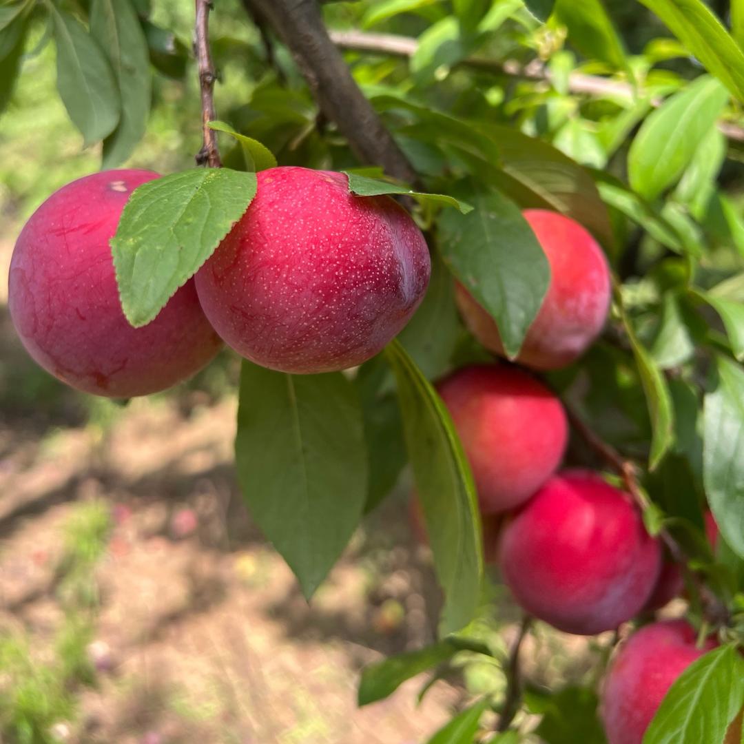 薇薇爱农业种植