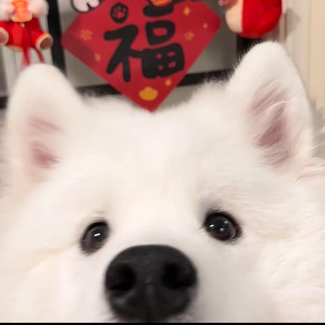 卖豆腐的凉介