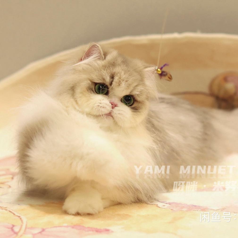 猫猫村的村民们