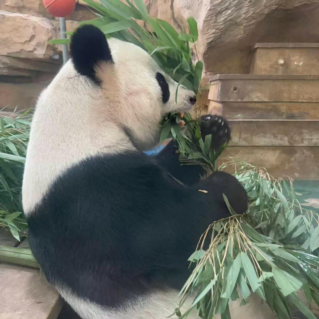 忘忧