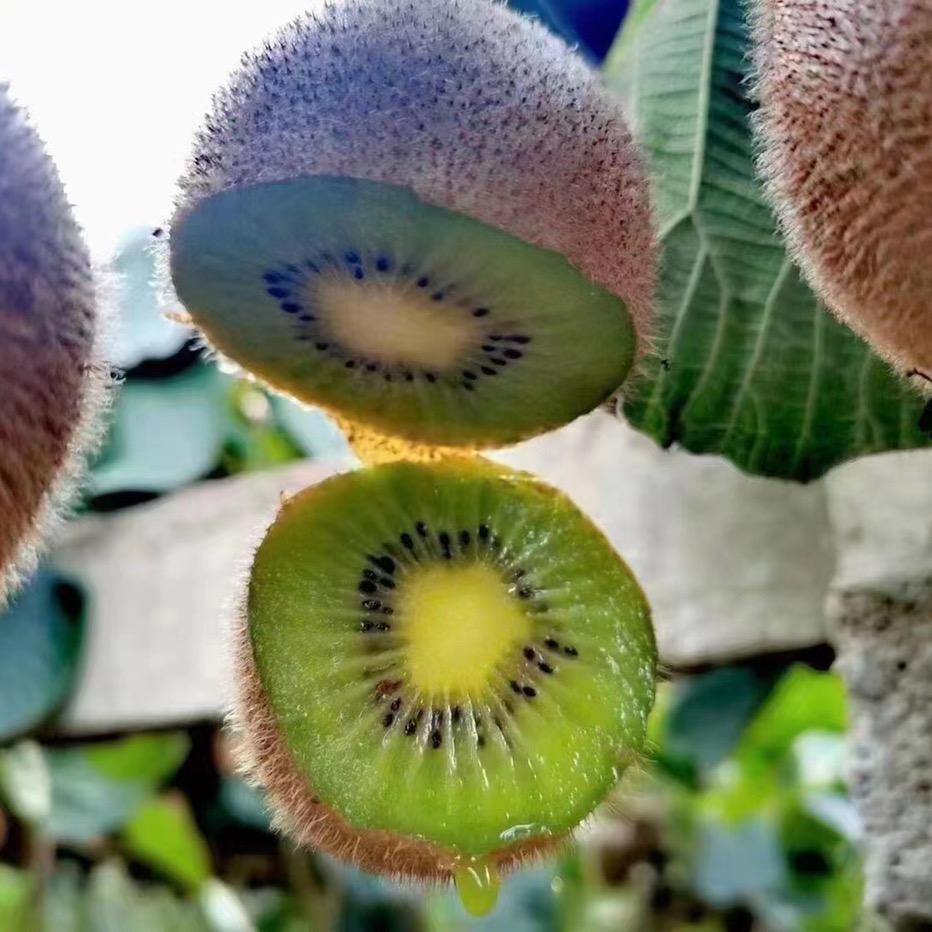 茉莉家猕猴桃🥝