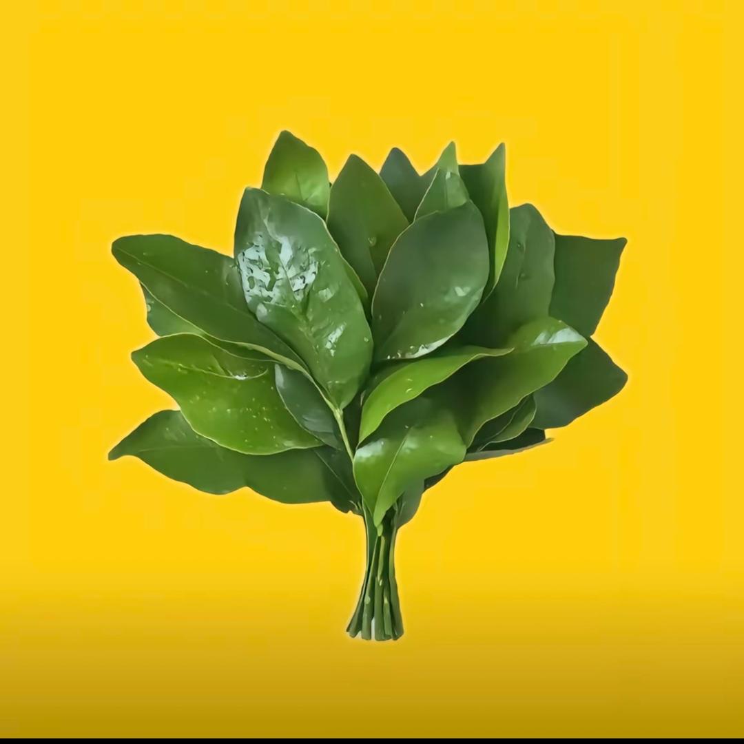 Gfn