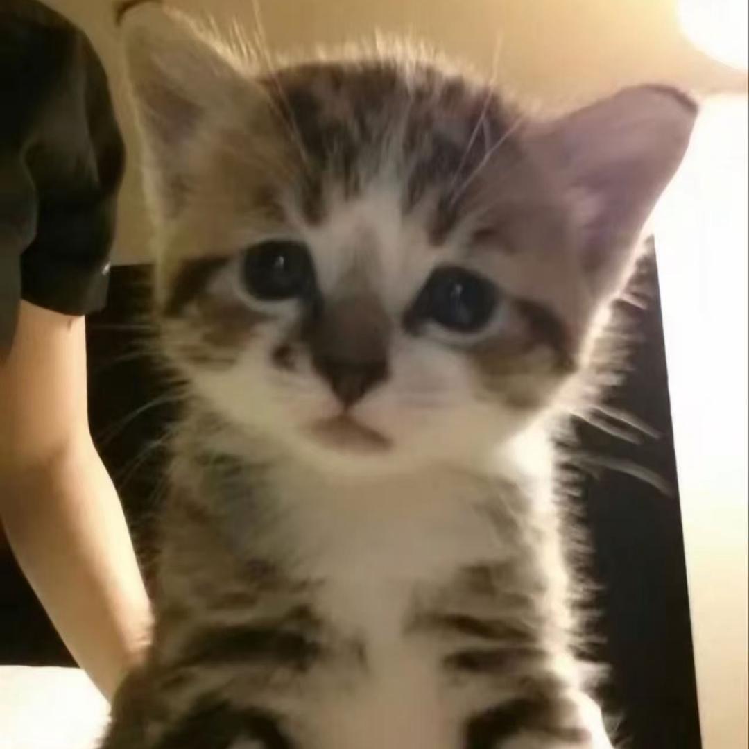 猫猫环（求女粉版