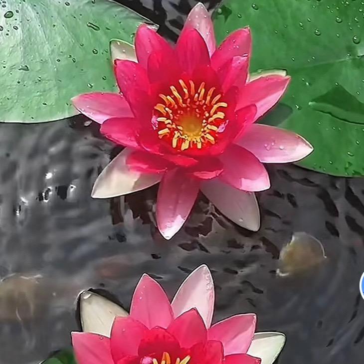 云逸花舍