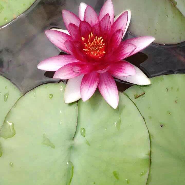 প꯭ᩚ༅日进💰窦金ོ࿐