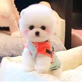 你为何如此优秀