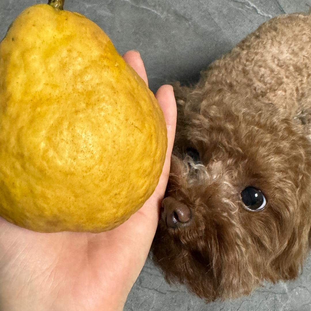 你爱吃西瓜吗...🍉